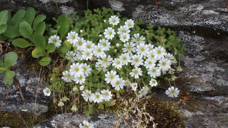 cerastium